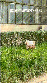 超级大胆的小林跑去体育生教室窗口尿尿 真空出门新体验 超刺激户外露出