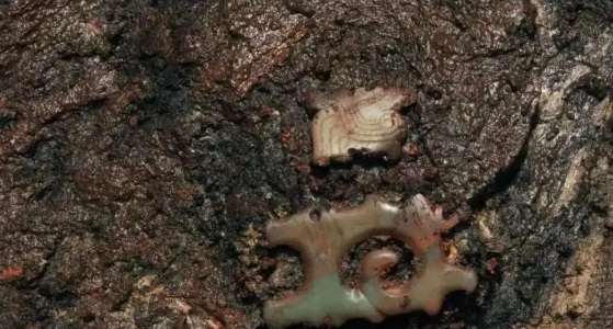 海昏侯墓出土的肛塞，网友：又长见识了...