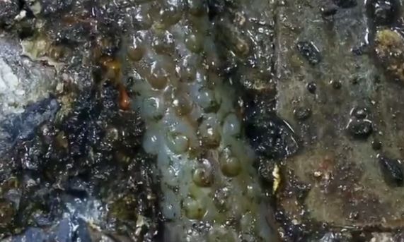 海昏侯墓出土的肛塞，网友：又长见识了...