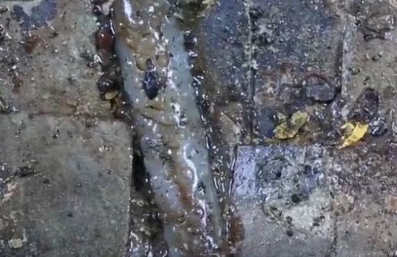 海昏侯墓出土的肛塞，网友：又长见识了...