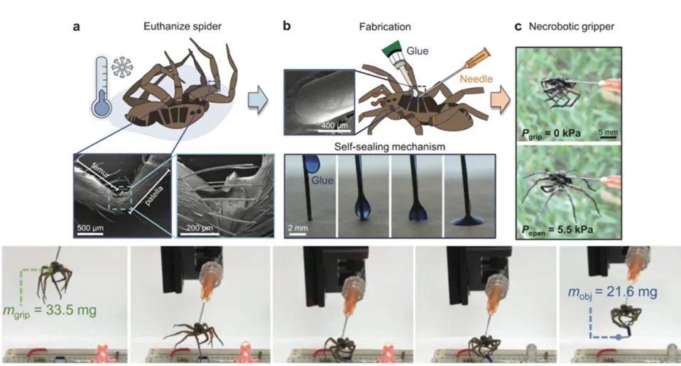 今年搞笑诺贝尔奖太重口：给尸体数鼻毛 用马桶记录肛纹