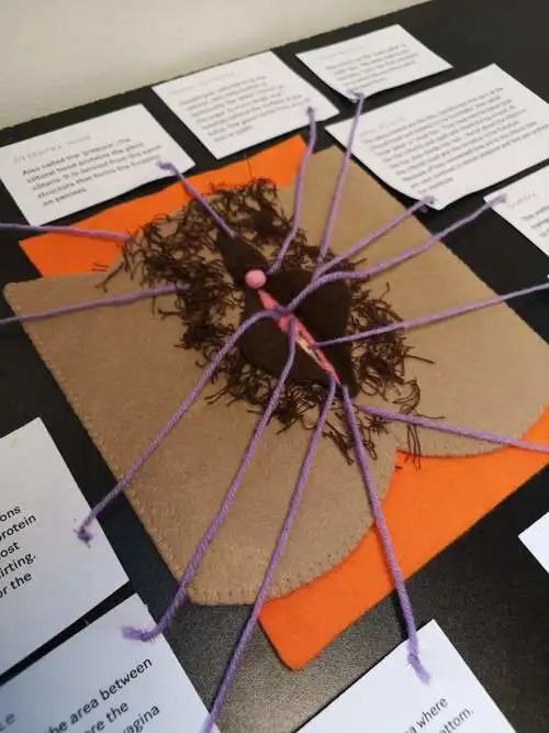 千奇百怪的博物馆——阴道博物馆