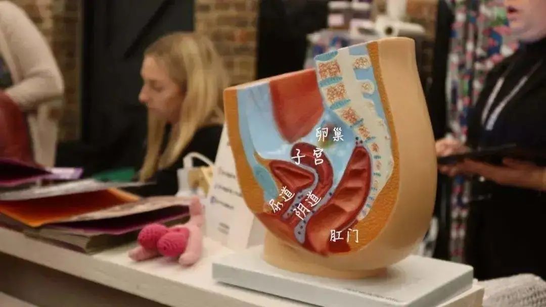 千奇百怪的博物馆——阴道博物馆