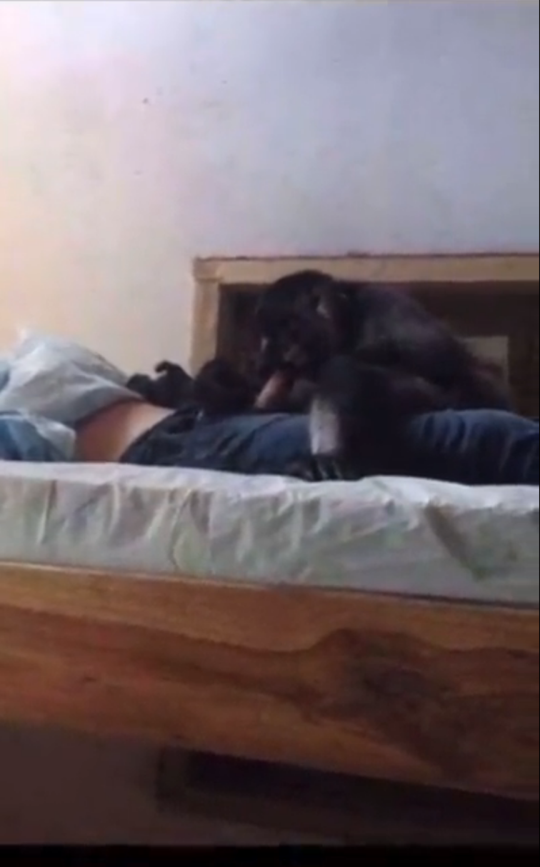 忘关窗户,英国男熟睡遭猴子性侵得逞!朋友拍下画面