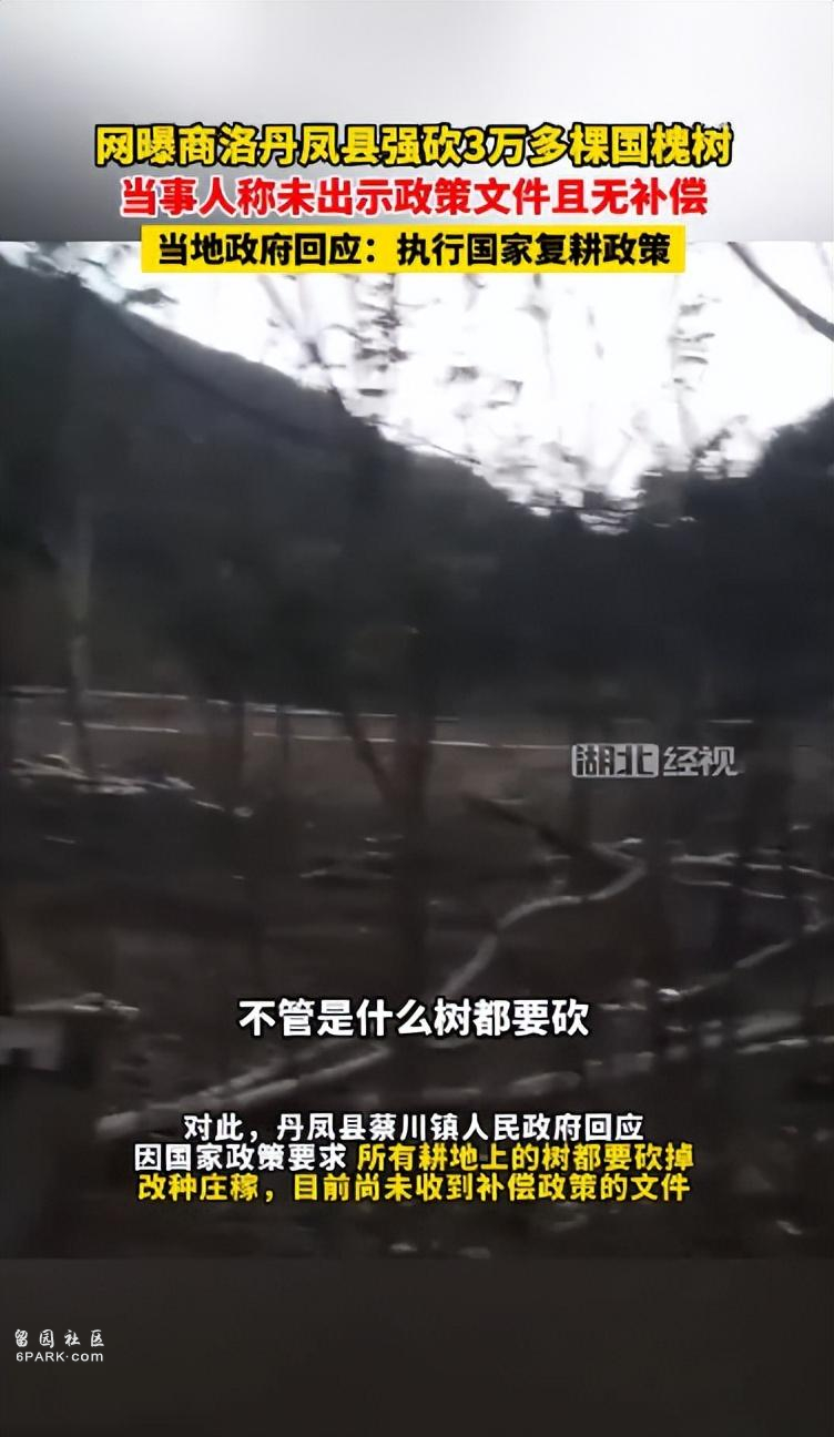 丹凤县强砍3万多棵国槐树 政府称所有耕地上的树都要砍