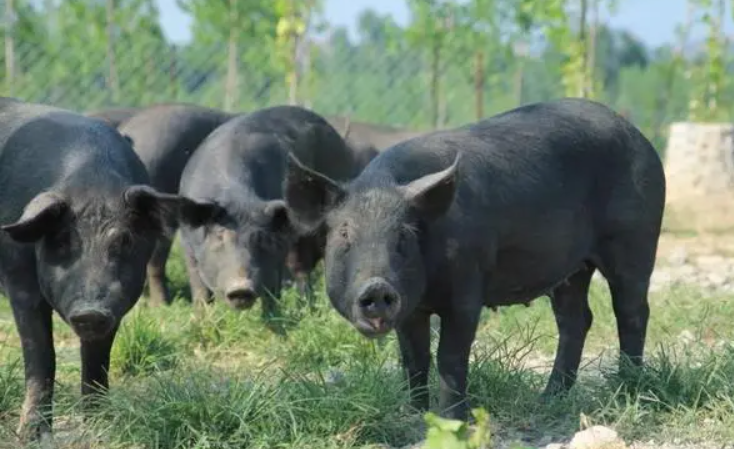 是肉价便宜了还是收入变低了？