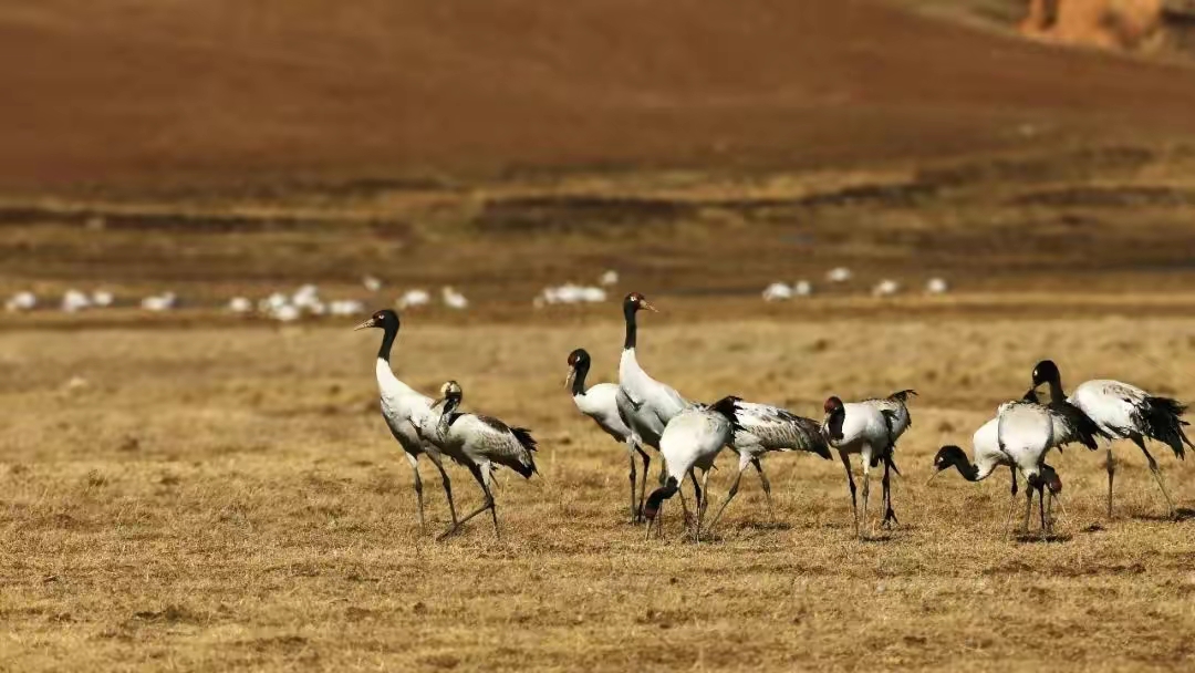 色林错——不断成长的魔鬼湖