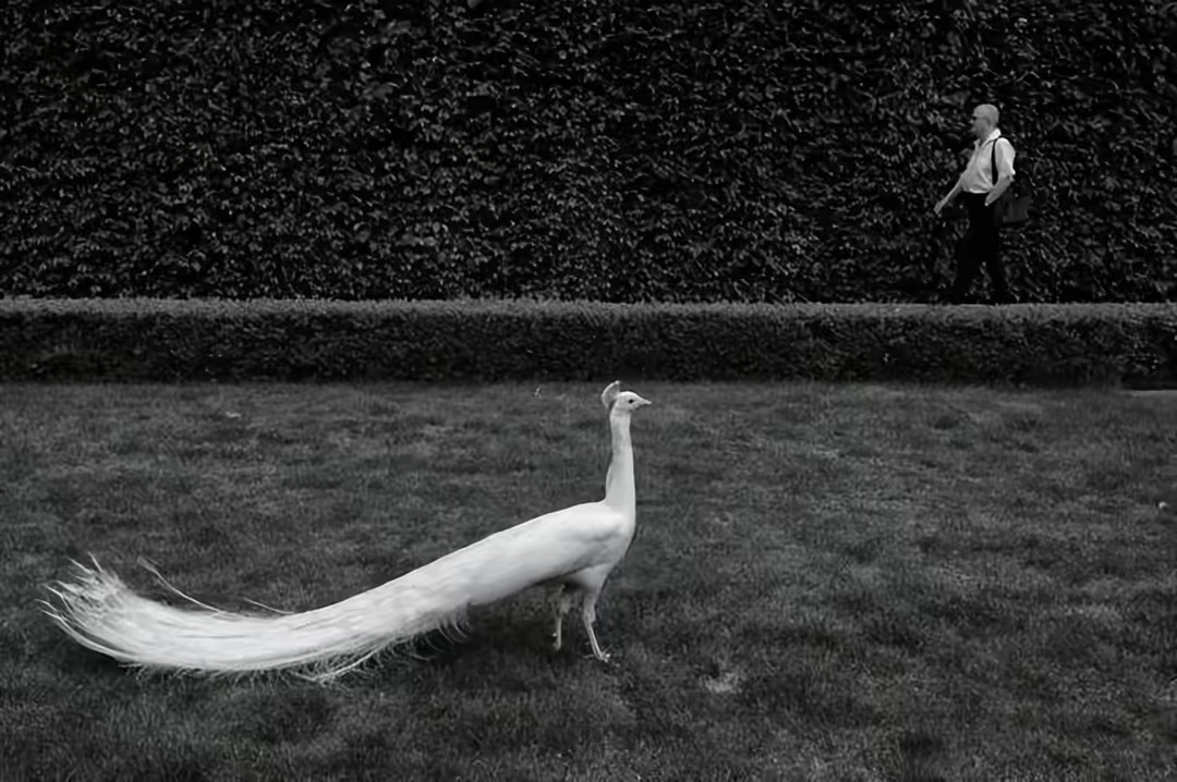 优秀街拍摄影作品欣赏，你敢拿起相机去拍吗？