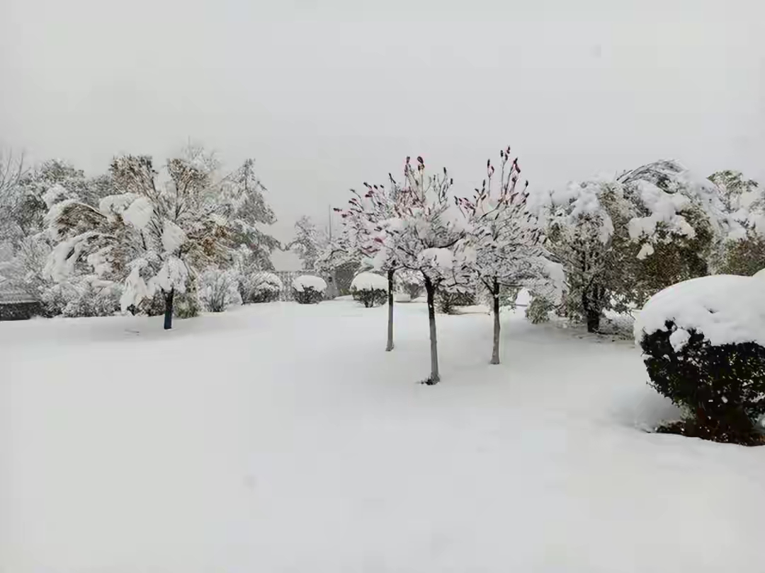 河南多地雷打雪，紫色闪电惊得乌鸦乱飞，新一轮降雪或十年来最大