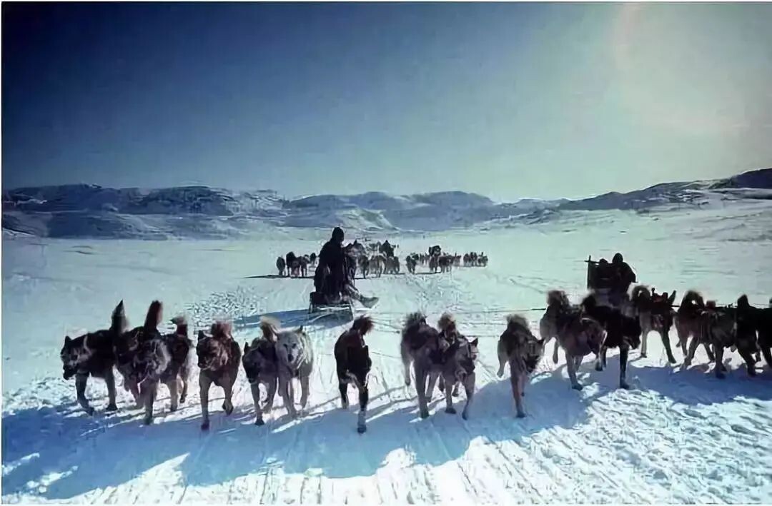 生吃海豹肉的北极黄种人——因纽特人