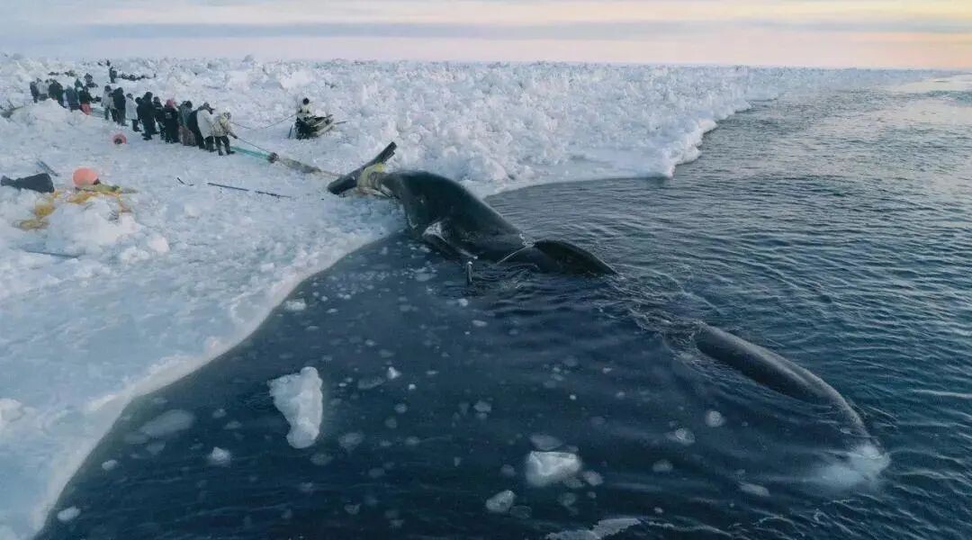 生吃海豹肉的北极黄种人——因纽特人