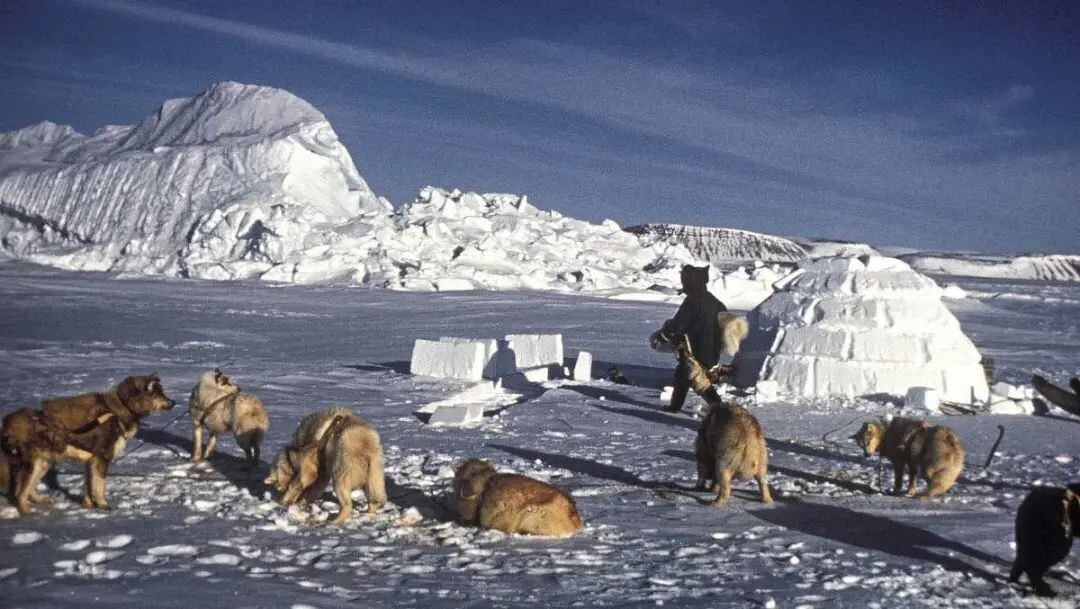 生吃海豹肉的北极黄种人——因纽特人