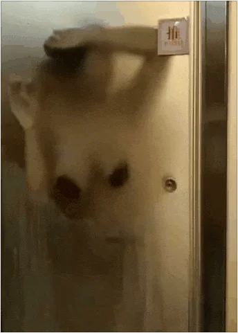 【极品稀缺❤️孕妇也疯狂】❤️性孕之美❤️全系列孕妇啪啪、自慰、喷奶自拍甄选 反正怀孕随便内射