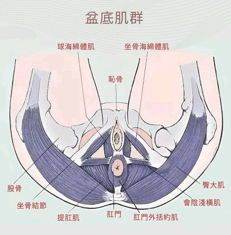 男女双修的 PC 肌训练