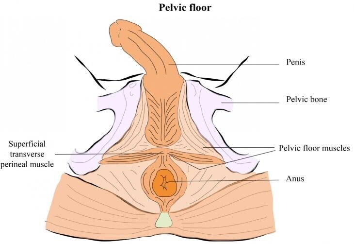 男女双修的 PC 肌训练