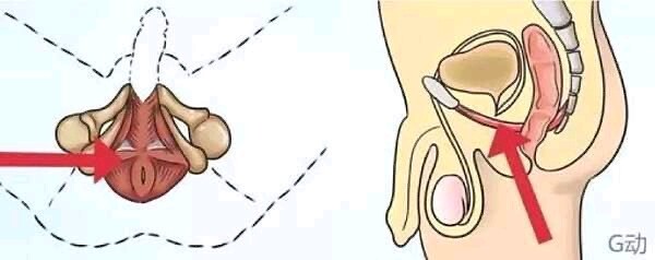 男女双修的 PC 肌训练