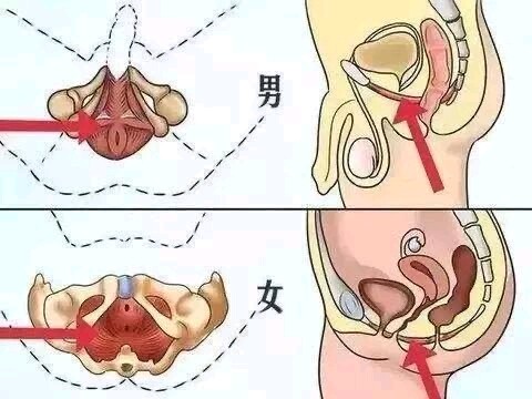 男女双修的 PC 肌训练
