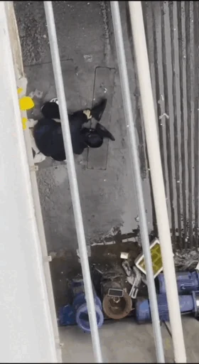 【门事件】安徽马鞍山某大学❤️男女大白天就在校外过道打野战视频！