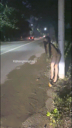 逼脸同框极品颜值女神彤彤乖⚡紧张刺激人前露出，塞着跳蛋被远程遥控做任务 各种人前露出 高潮一波又一波