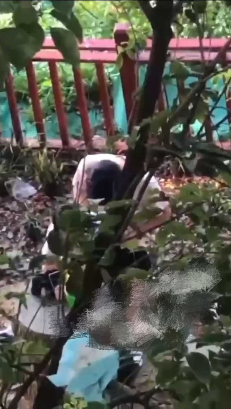 辽宁理工学院小树林事件！ 情侣钻小树林上演经典时刻 全校轰动成打卡胜地！