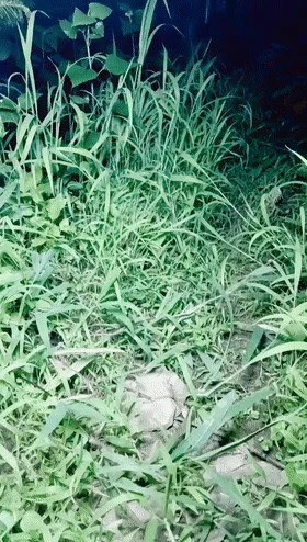 深夜户外草丛中约艹双胞胎姐妹花❤️大姐太骚了根本受不了，掏出大鸡巴就是一阵狂艹！