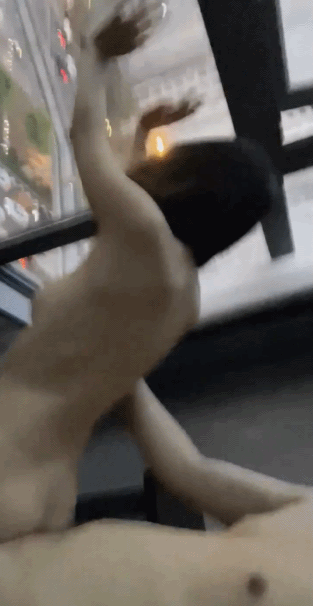 玩弄两个云南哈尼族黎族小姐姐SM捆绑飘窗对着大街啪啪 舔脚吞精敷面膜