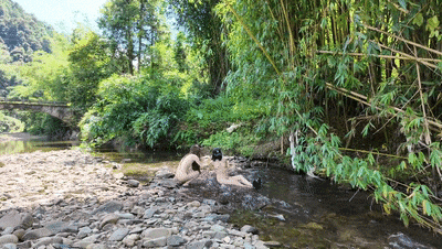 美女下乡送福利，双人游山玩水，大叔正在抓鱼，两个裸女把他吓惨了，刺激！