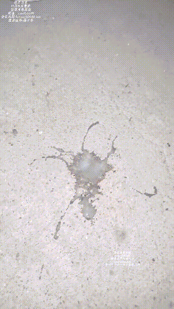 包养女大『苏北养女』试试楼梯道赶紧操个。射在B里，然后让她蹲下流出来。差点被发现，赶紧跑