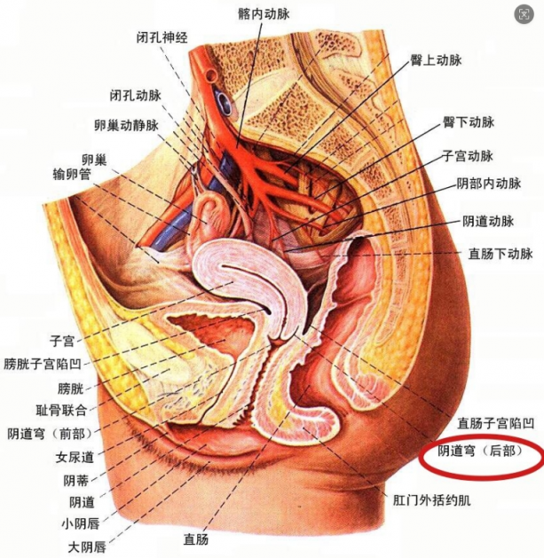 女性高潮各个点的科普与技巧