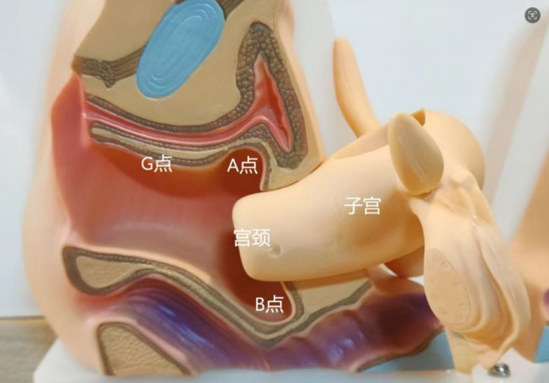 女性高潮各个点的科普与技巧