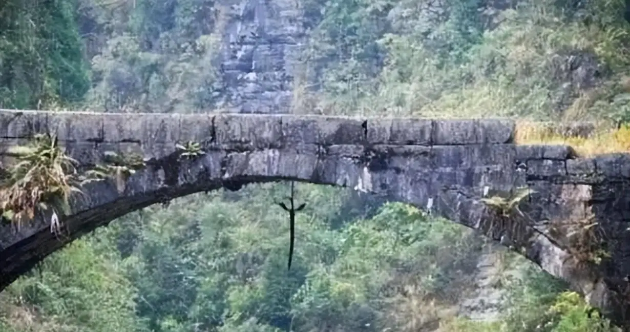 长江沿岸多次发生走蛟，蛇真能化蛟？这是一种什么生物？