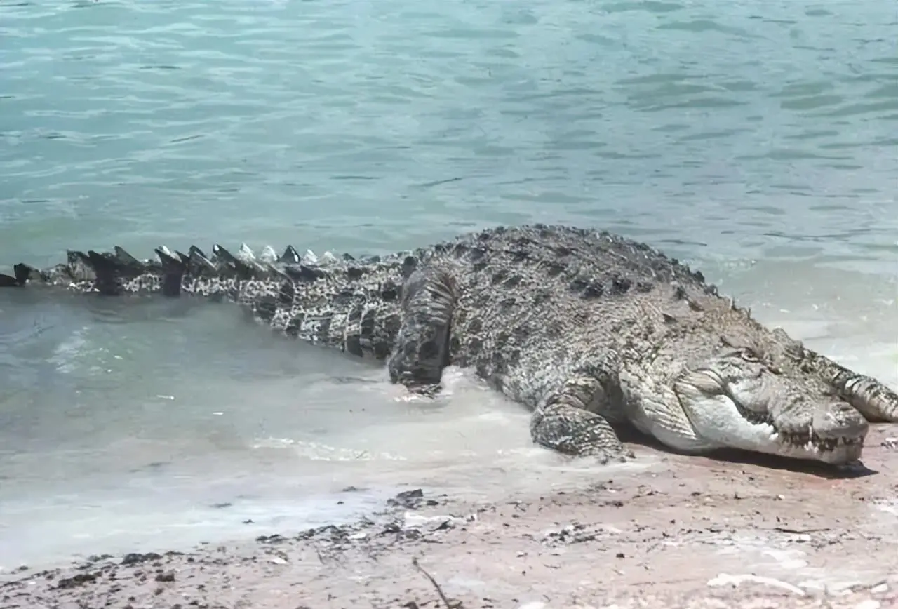 长江沿岸多次发生走蛟，蛇真能化蛟？这是一种什么生物？