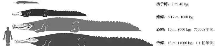 长江沿岸多次发生走蛟，蛇真能化蛟？这是一种什么生物？
